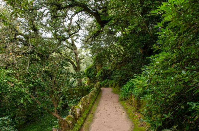 Sendero atravesando una zona de bosque y vegetación en Doi Inthanon