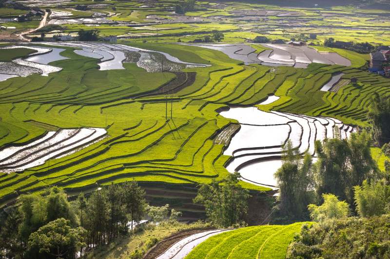Campos de arroz verdes y anegados en Vietnam durante agosto