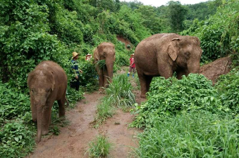 Elefantes en Elephant Freedom Village cerca de Mae Wang