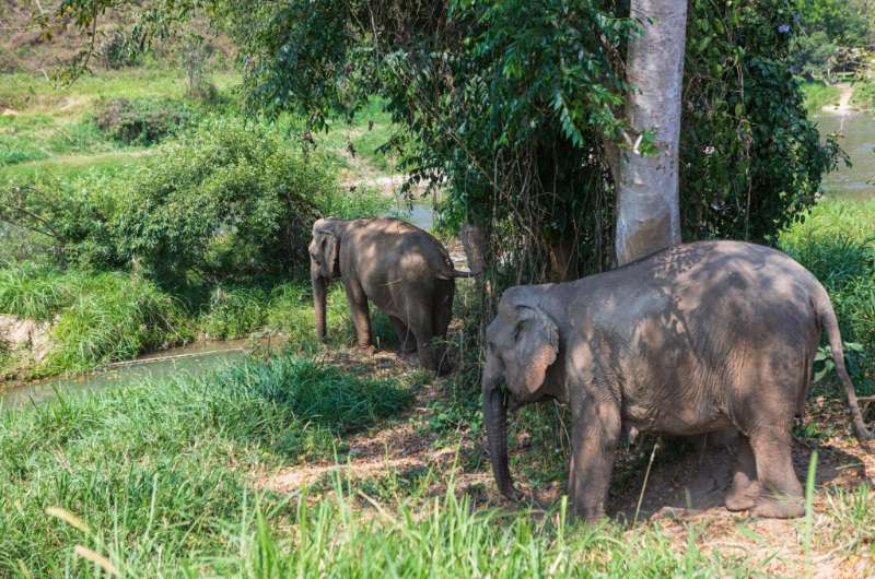 Elefantes en Elephant Nature Park en Chiang Mai