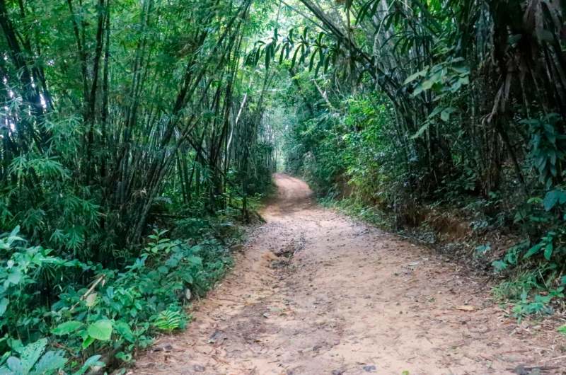 Sendero de trekking en el Parque Nacional de Khao Sok
