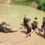 Santuarios de elefantes en Chiang Mai