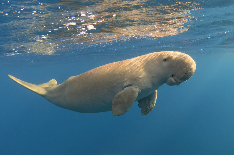 Los dugongos son un curioso animal marino en riesgo de extinción