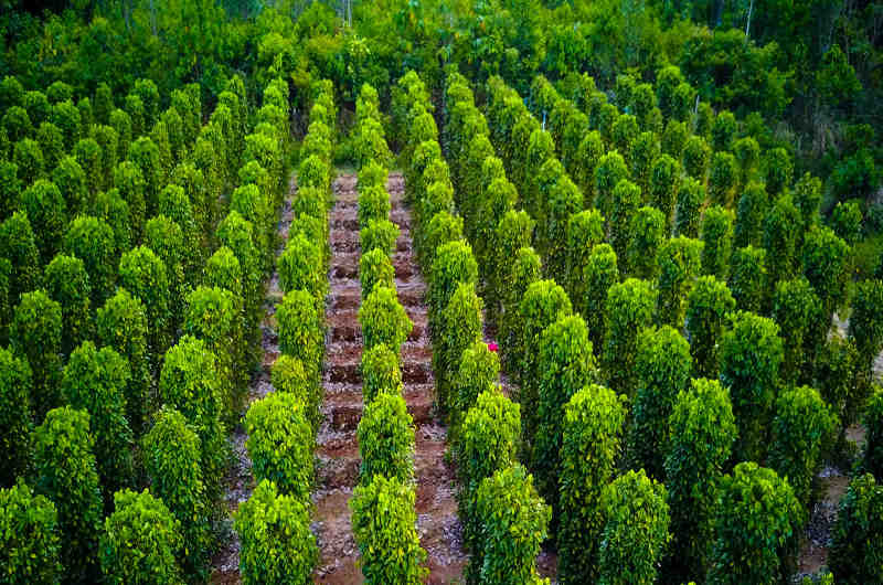 Plantación de pimienta en la isla de Phu Quoc