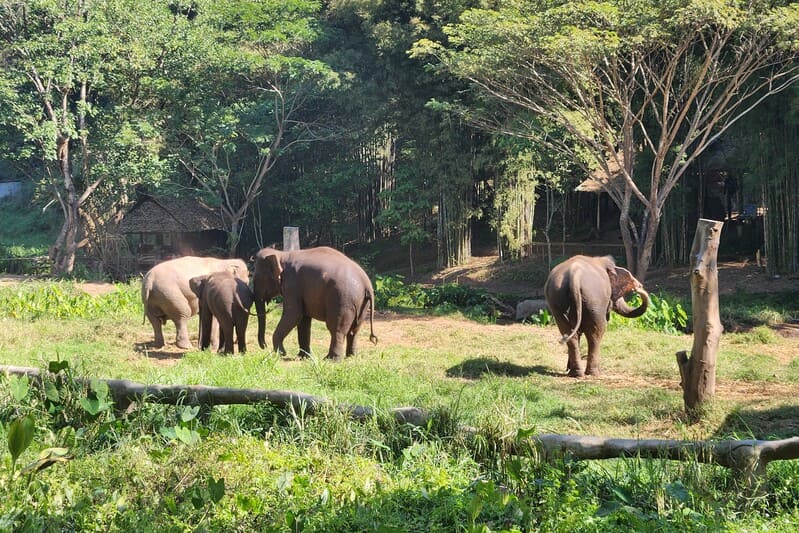 Elefantes en un santuario responsable en Chiang Mai