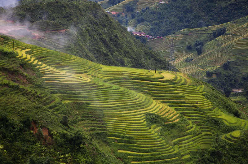 Terrazas de Arroz en Sapa