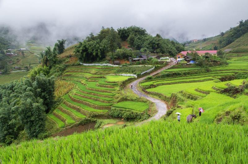 Arrozales verdes de Pu Luong en Vietnam