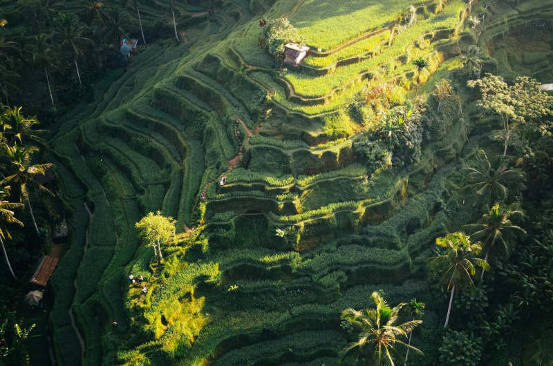 Paisaje de terrazas de arroz en Bali