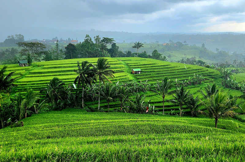 Epoca con los Arrozales de Bali en su máximo esplendor