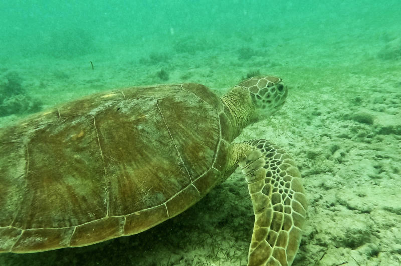 Nadando un poco desde la playa de Turtle beach en Gili Trawangan podrás fácilmente ver tortugas carey
