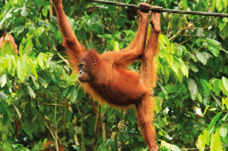 El Borneo indonesio tiene como uno de su grandes atractivos el poder ver orangutanes en libertad