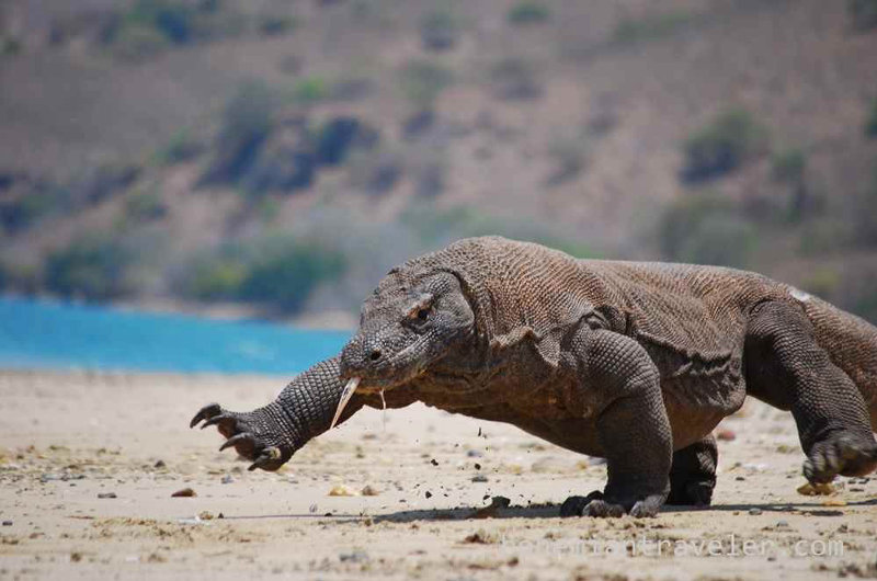 El Dragón d Komodo es el réptil más grande del mundo