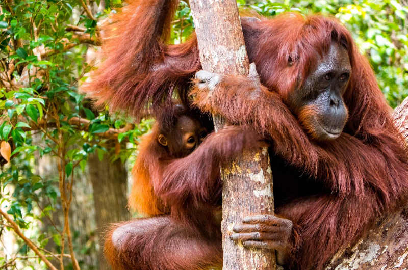Orangután de Borneo en su hábitat natural en Kalimantan