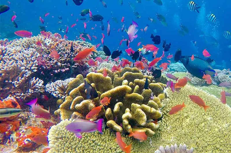 Fondo marino haciendo snorkel en Komodo