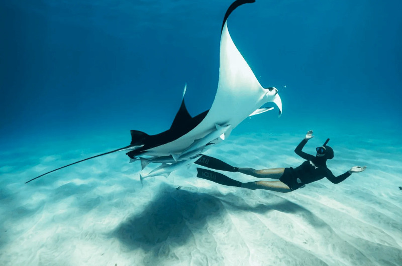 Mantarrayas nadando bajo el agua en Manta Point