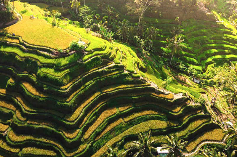 vista aérea de los arrozales de Tegalalang en Bali