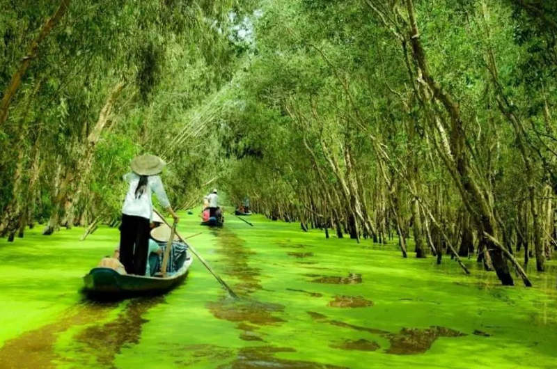 Personas remando en pequeñas barcas en el bosque de Tra Su en el delta del Mekong