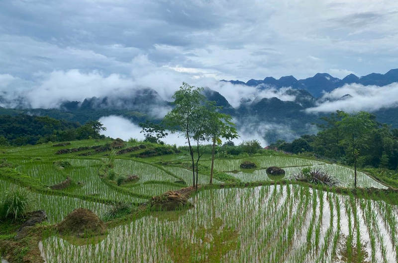 Terrazas de arroz en Pu Luong en el norte de Vietnam