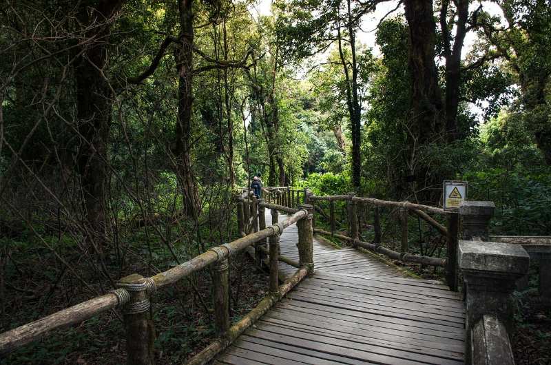 pasarelas de madera en el Ang Ka Nature Trail de Doi Inthanon