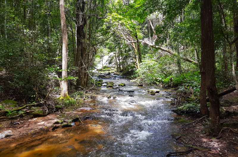 riachuelo junto al sendero Pha Dok Siew en el Parque Nacional de Doi Inthanon