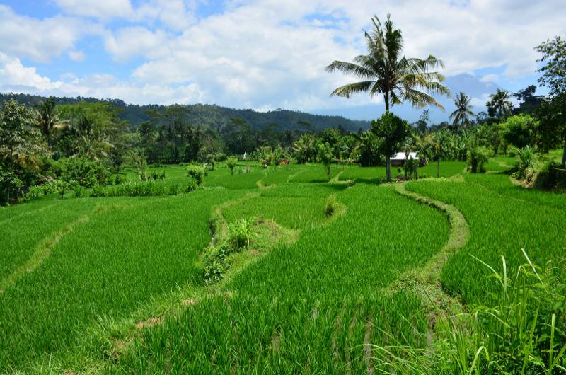 Paisaje de los arrozales de Sidemen en Bali