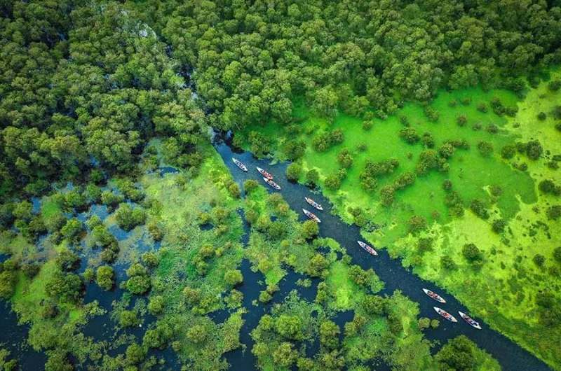 Vista aérea de las barcas navegando por los canales del bosque de Tra Su, en el sur de Vietnam