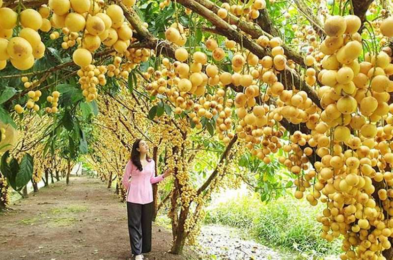 Turistas visitando un huerto de frutales en abril en el delta del Mekong